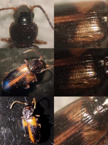 Réf. 336 014 : Acupalpus meridianus